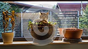 Cat in plant pot