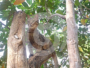 Cat play climb tree