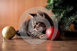 Cat play with holiday balls