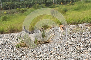 Cat play in the outdoor