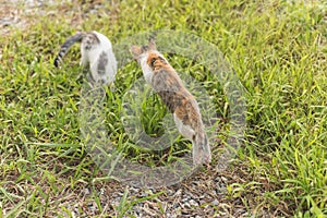 Cat play in the outdoor