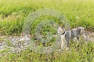 Cat play in the outdoor