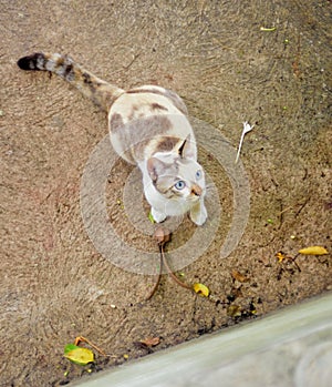 Cat play with seed of Gurjan tree