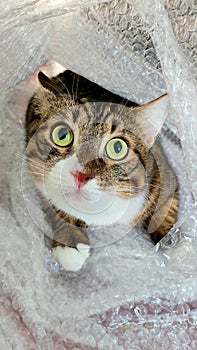 The cat is played in bubble wrap