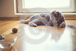 Cat playing with a ball of string