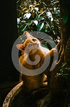 Cat playing on a bonsai tree