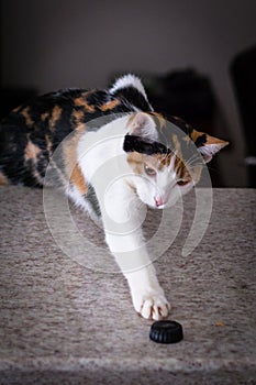 Cat Playing With bottle cap