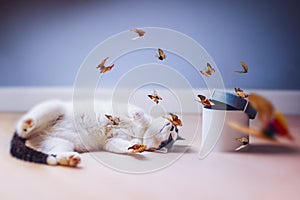 Cat playing with a butterflies