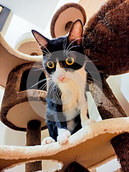 Cat playing in a cat park. Black and white cat in a cat tree house.