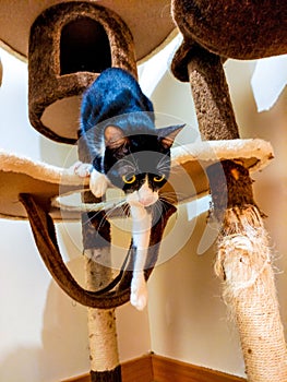 Cat playing in a cat park. Black and white cat in a cat tree house.