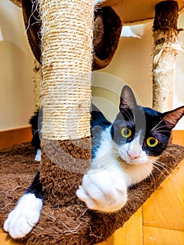 Cat playing in a cat park. Black and white cat in a cat tree house.