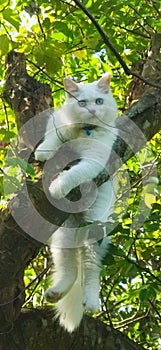 the cat is playing cheerfully