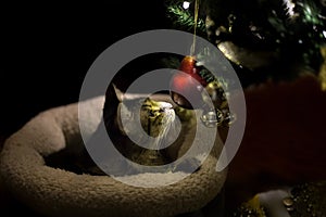 Cat Playing with Christmas Tree Ornament