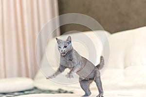 A cat is playing on the couch.Young thoroughbred pedigreed cat. Breed Russian Blue