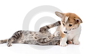 Cat playing with a dog. Isolated on white background