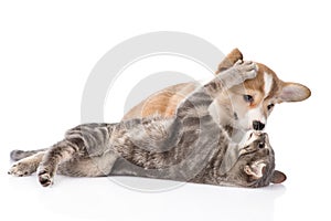 Cat playing with a dog. Isolated on white background