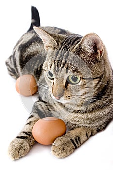 Cat playing with egg photo