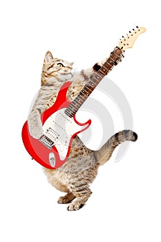 Cat playing on electric guitar