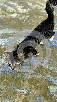 cat playing in the front yard of the house