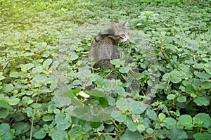 Cat playing in garden.