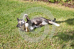 Cat playing in a garden