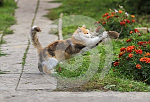 cat playing in the garden with a caught rodent rat bouncing high and tossing it