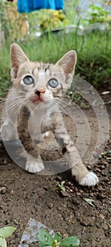 cat playing in the grass