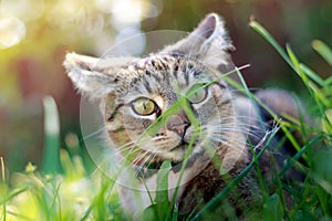 Cat playing in grass