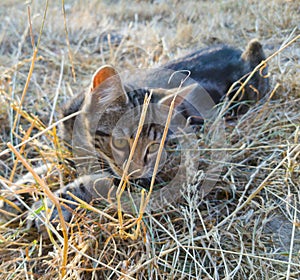 Cat playing in grass