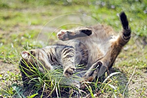 Cat playing in the grass