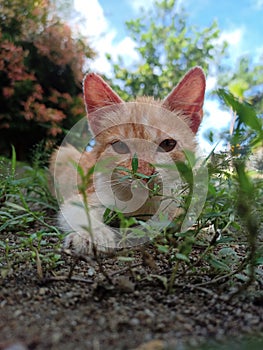 cat playing on the grass in the morning