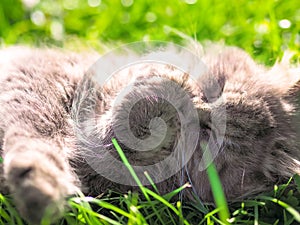 Cat playing at the green grass