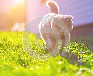 Cat playing at the green grass