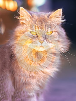 Cat playing at the green grass