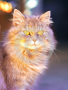 Cat playing at the green grass