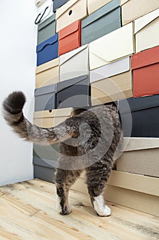 Cat, playing hide and seek or curious, he climbed into a pile of folded shoe boxes, and only his hind legs, testicles and tail