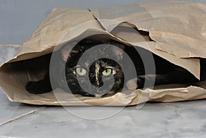 Cat playing hide and seek inside a cardboard bag