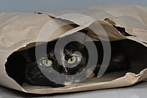 Cat playing hide and seek inside a cardboard bag