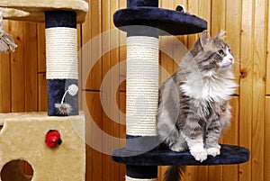 Cat playing in a huge cat-house