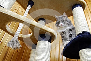 Cat playing in a huge cat-house