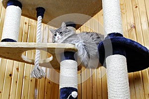 Cat playing in a huge cat-house