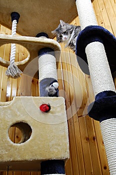 Cat playing in a huge cat-house