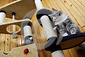 Cat playing in a huge cat-house and looking down
