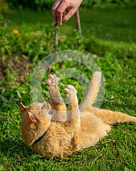 Cat playing with a human