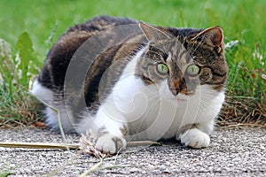 A cat playing and hunting