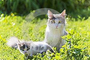 The cat is playing with a kitten on green grass