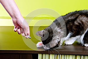 Cat playing with laser pointer