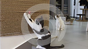 Cat playing with laser pointer red dot.