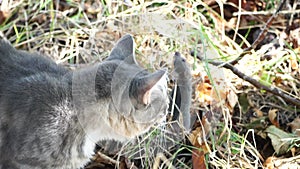 Cat playing with little mouse in backyard, hunts in high grass outdoors. Pet catches rodents. Grey and white cat plays
