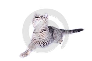 Cat Playing and looking up on white background